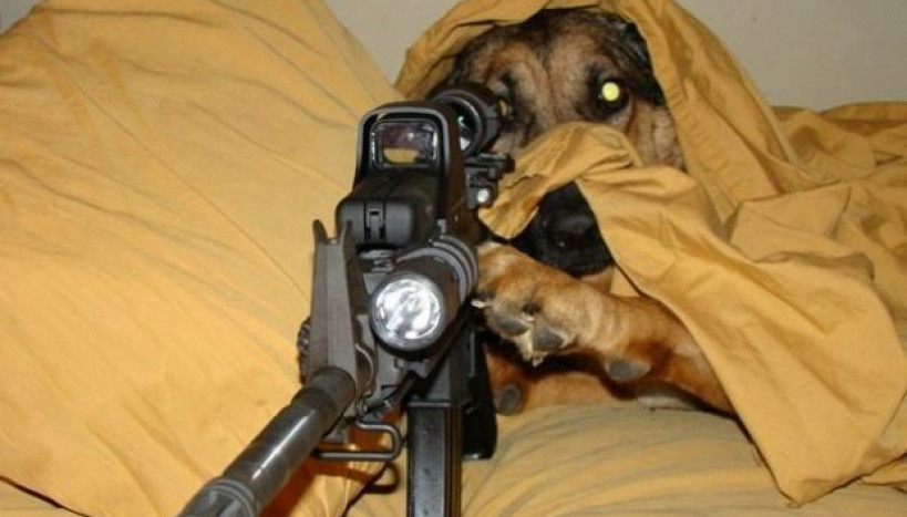 Sniper Dog