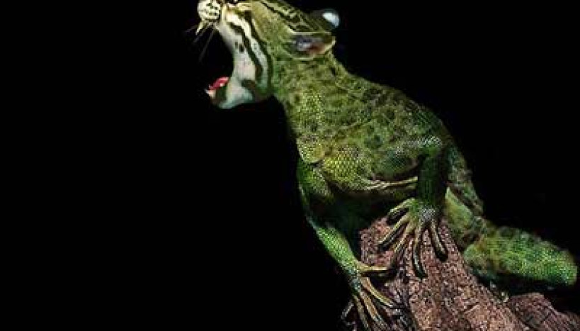 Gato Iguanossauro Rex